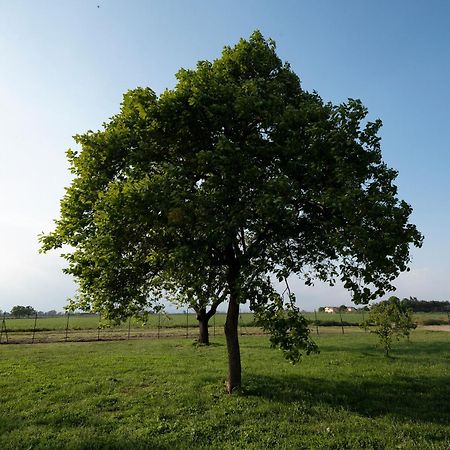 Agriturismo Cascina Graziosa Cameriano Kültér fotó